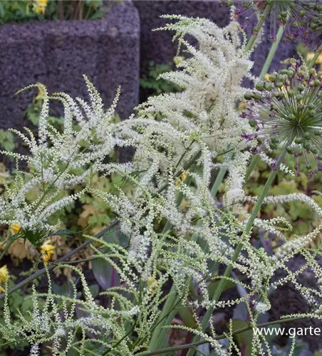 Geschlitztblättriger Garten-Geißbart 'Kneiffii'