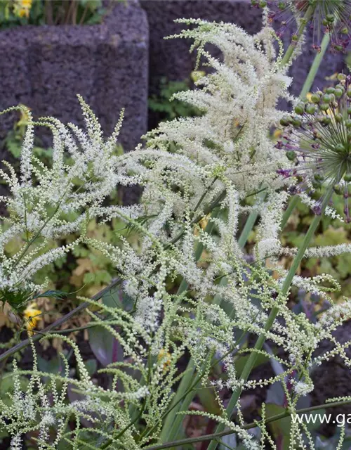 Geschlitztblättriger Garten-Geißbart 'Kneiffii'