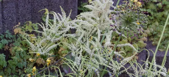 Geschlitztblättriger Garten-Geißbart 'Kneiffii'