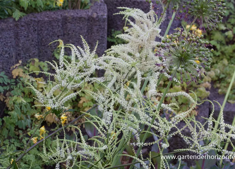 Geschlitztblättriger Garten-Geißbart 'Kneiffii'