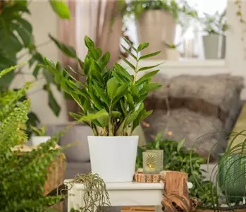 ZAMIOCULCAS - BESONDERS PFLEGELEICHT!