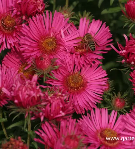 Garten-Raublatt-Aster 'Alma Pötschke'