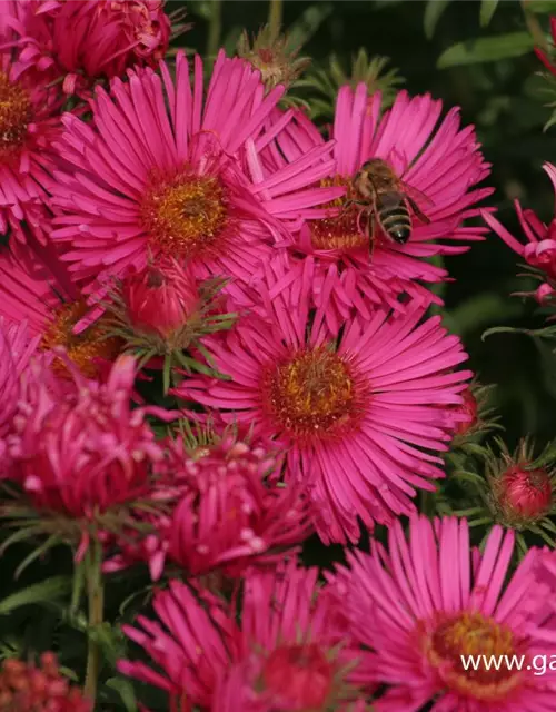 Garten-Raublatt-Aster 'Alma Pötschke'