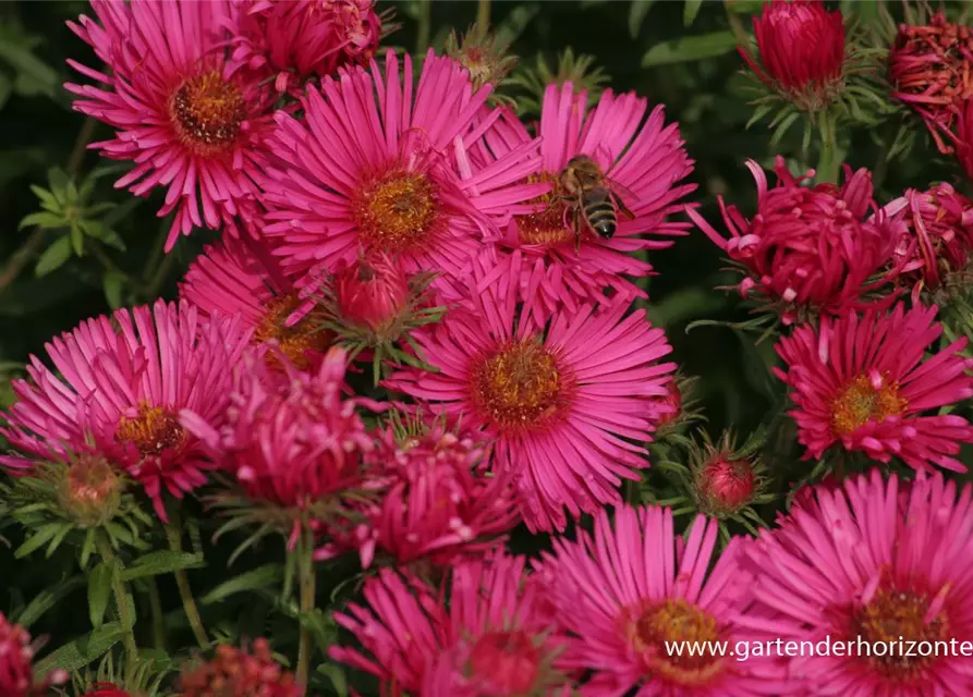 Garten-Raublatt-Aster 'Alma Pötschke'