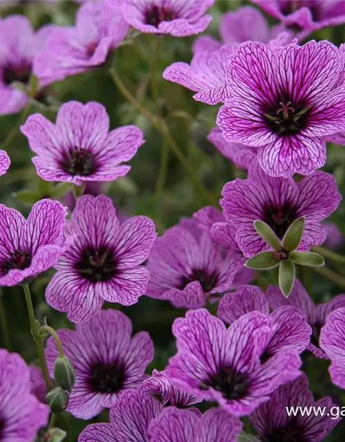 Geranium cinereum 'Laurence Flatman'