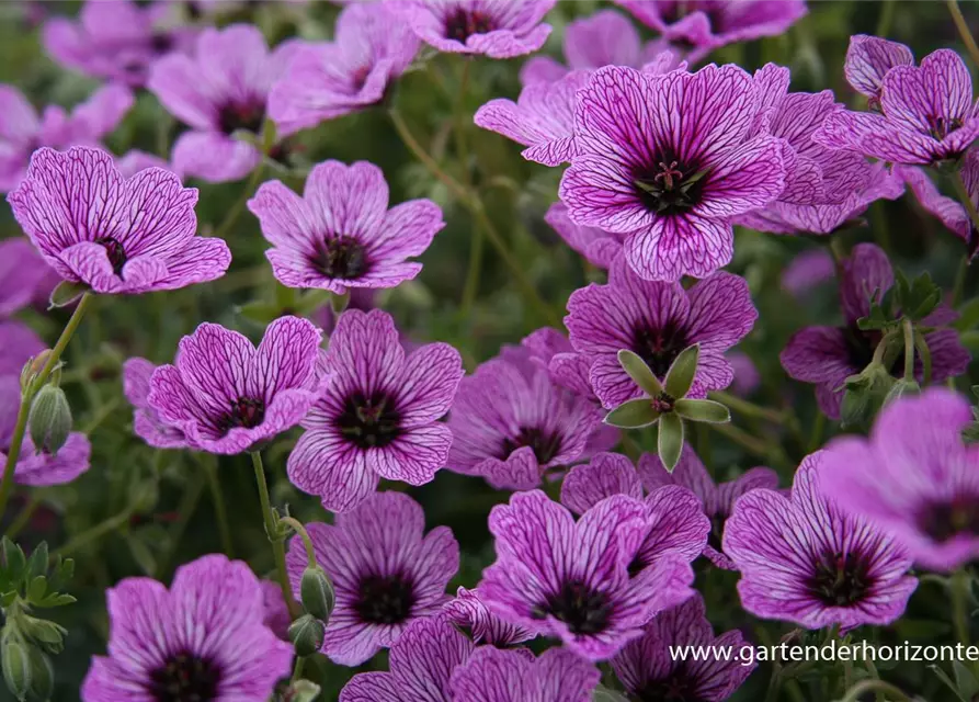 Geranium cinereum 'Laurence Flatman'