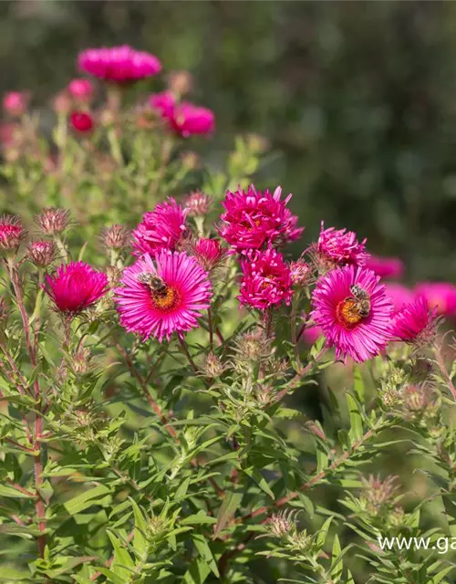 Garten-Raublatt-Aster 'Alma Pötschke'