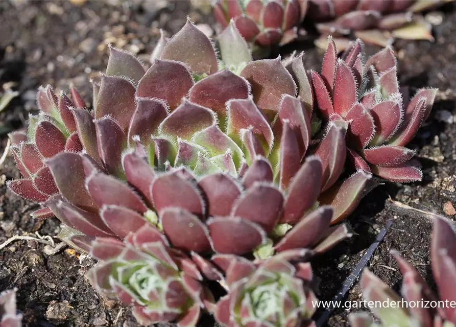 Garten-Steinrose 'Pilatus'