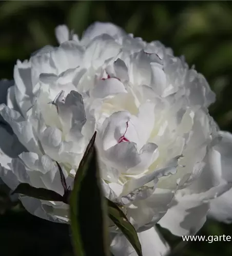 Garten-Pfingstrose 'Festiva Maxima'