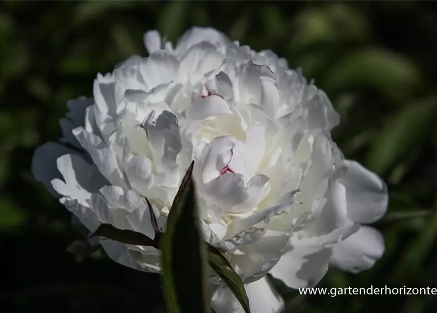 Garten-Pfingstrose 'Festiva Maxima'