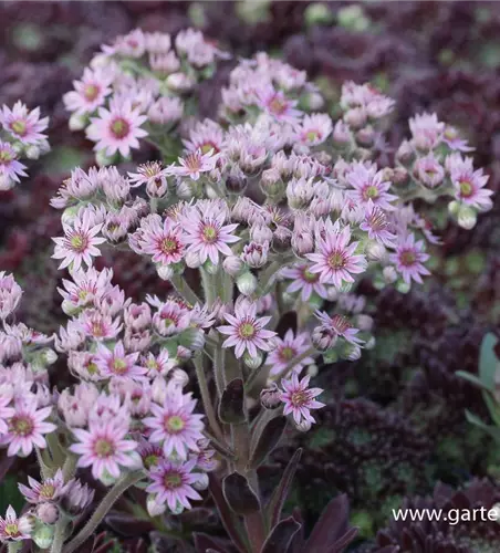 Garten-Hauswurz 'Crimson Velvet'