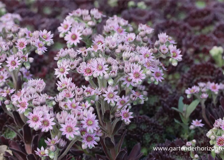 Garten-Hauswurz 'Crimson Velvet'