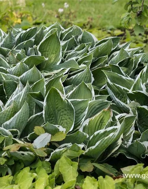 Hosta x fortunei 'Francee'