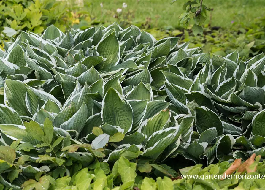 Hosta x fortunei 'Francee'