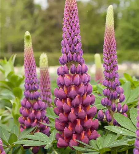 Garten-Lupine 'Master Piece'®