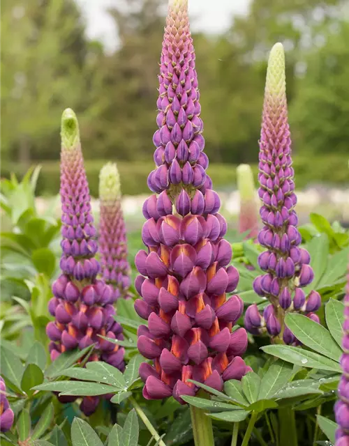 Garten-Lupine 'Master Piece'®