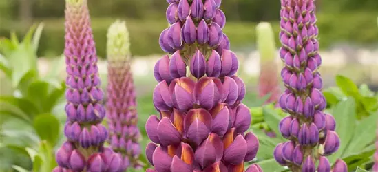 Garten-Lupine 'Master Piece'®