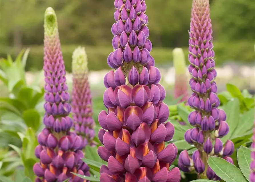 Garten-Lupine 'Master Piece'®