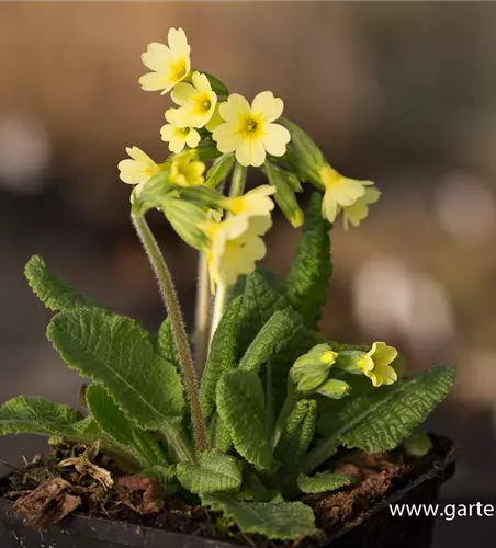 Hohe Schlüsselblume