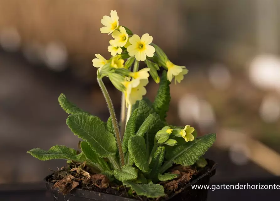 Hohe Schlüsselblume