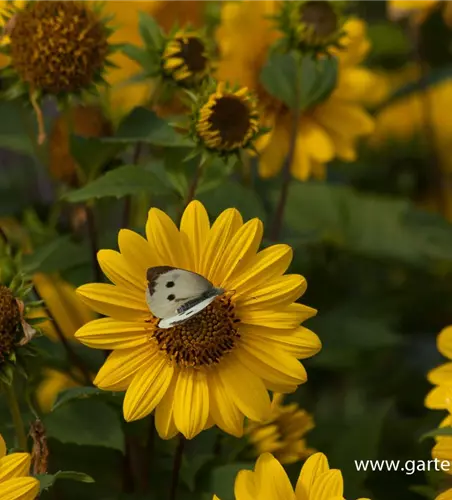 Garten-Stauden-Sonnenblume 'Capenoch Star'