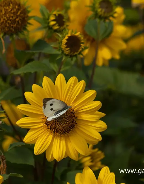 Garten-Stauden-Sonnenblume 'Capenoch Star'