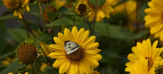 Garten-Stauden-Sonnenblume 'Capenoch Star'