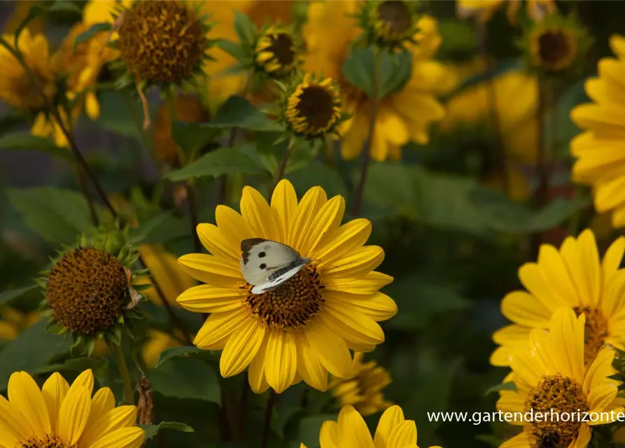 Garten-Stauden-Sonnenblume 'Capenoch Star'