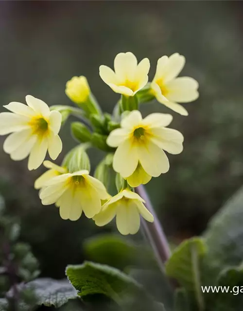 Hohe Schlüsselblume