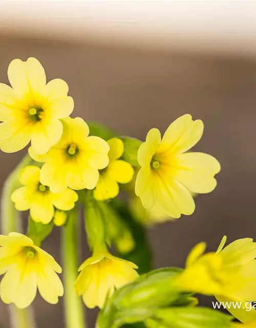 Hohe Schlüsselblume