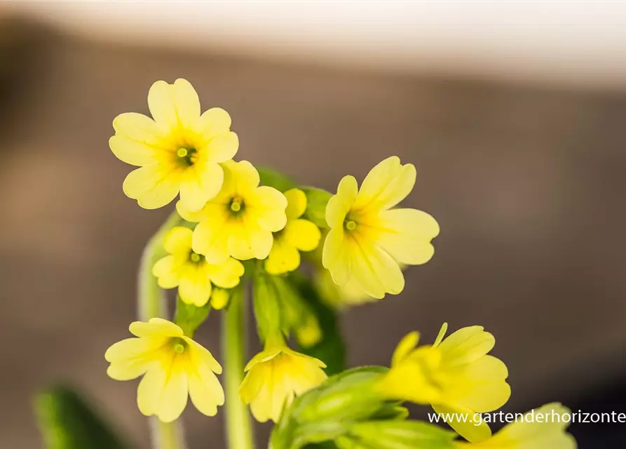 Hohe Schlüsselblume