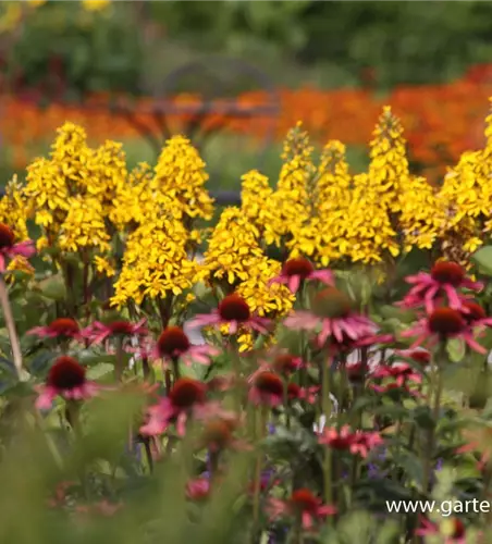 Hesses Garten-Goldkolben 'Laternchen'®