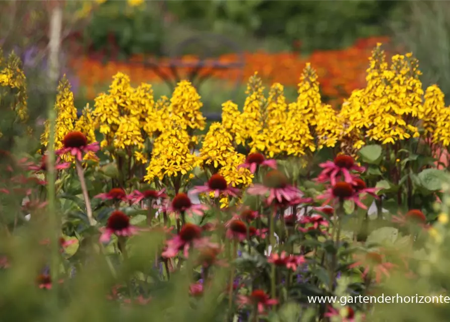 Hesses Garten-Goldkolben 'Laternchen'®