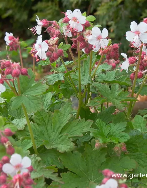 Geranium macrorrhizum 'Spessart'