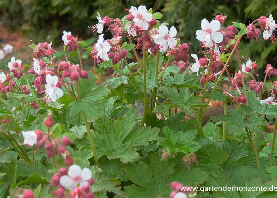 Geranium macrorrhizum 'Spessart'