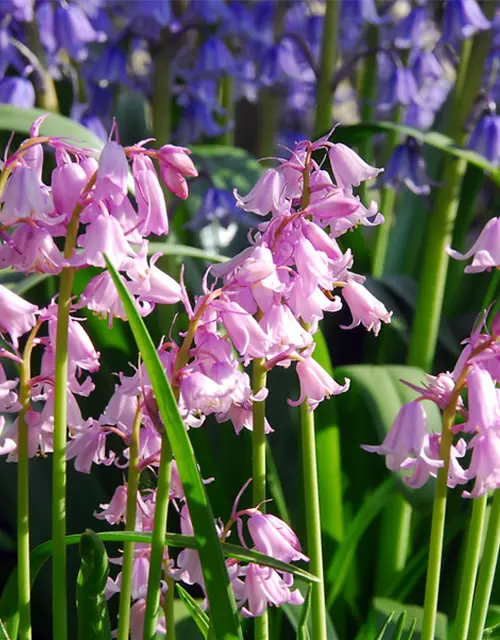 Garten-Hasenglöckchen 'Rosabella'