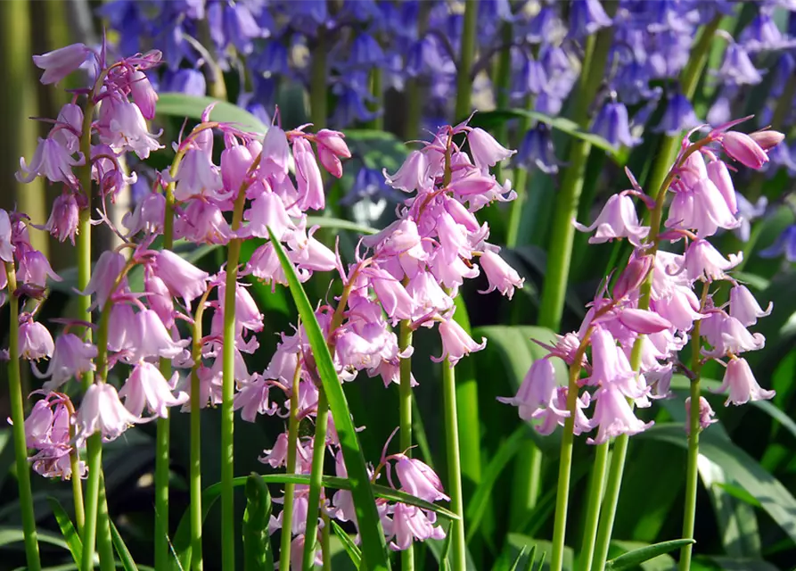 Garten-Hasenglöckchen 'Rosabella'