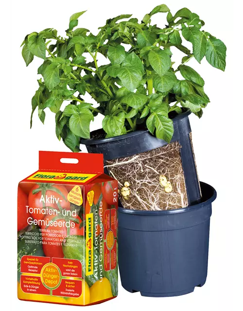 Floragard Potato Pot Set