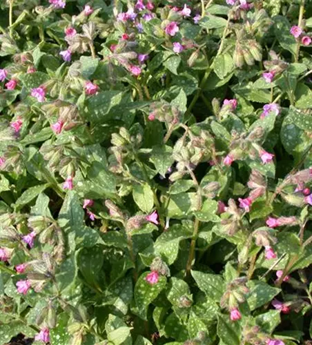 Großgeflecktes Garten-Lungenkraut 'Mrs Moon'