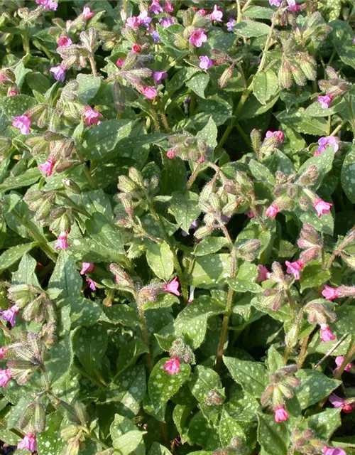 Großgeflecktes Garten-Lungenkraut 'Mrs Moon'