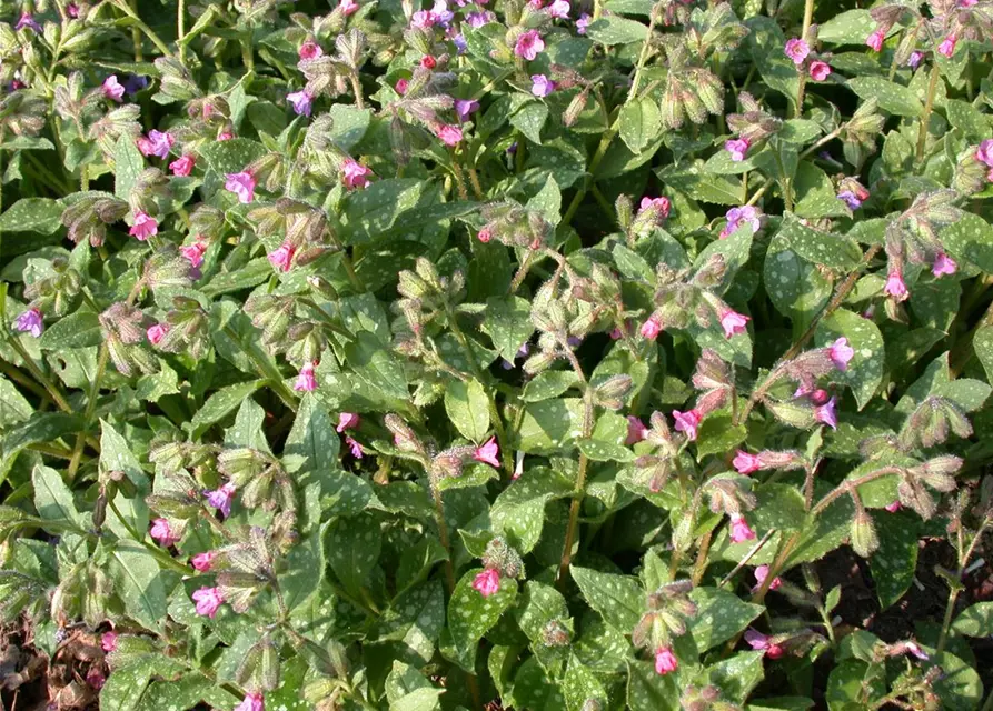 Großgeflecktes Garten-Lungenkraut 'Mrs Moon'