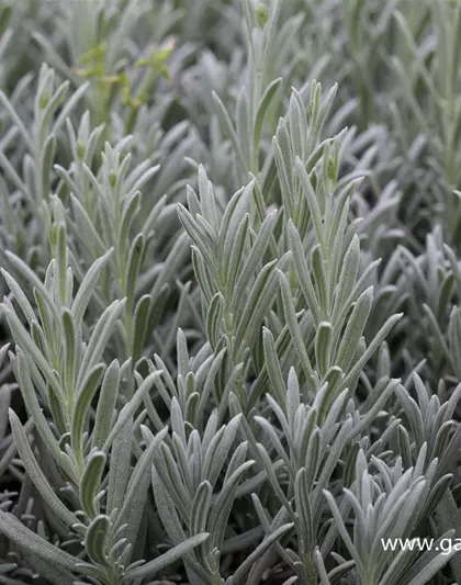 Echter Lavendel 'Silver Mist'