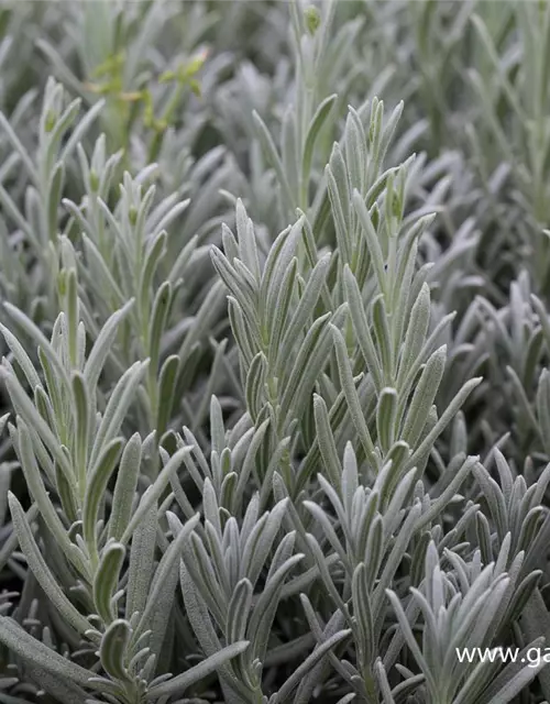 Echter Lavendel 'Silver Mist'