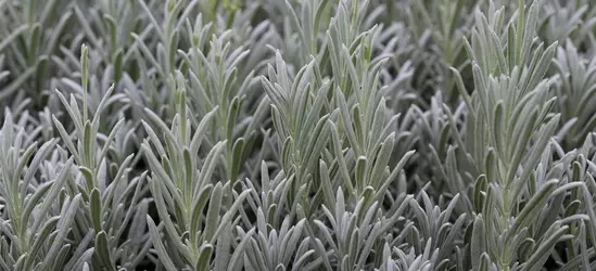 Echter Lavendel 'Silver Mist'