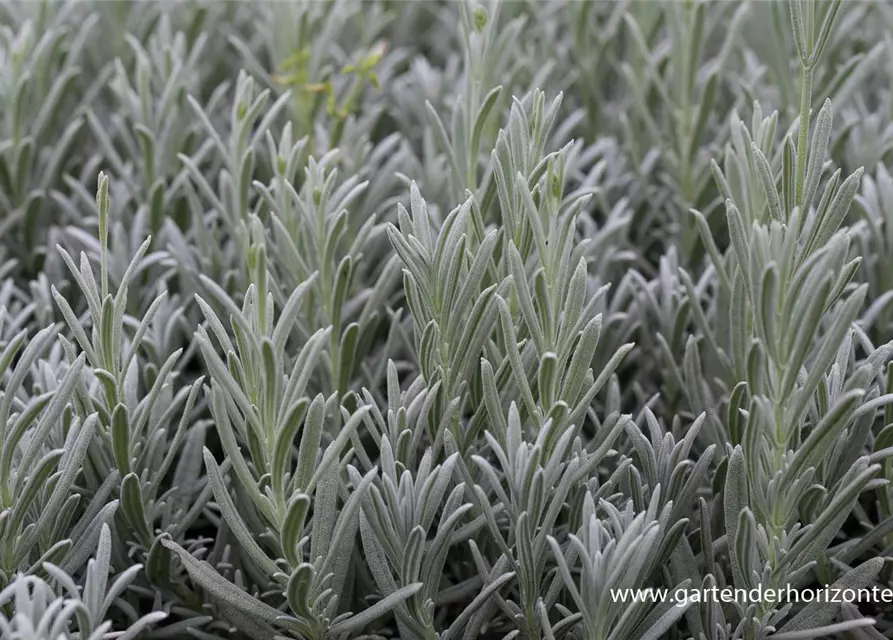 Echter Lavendel 'Silver Mist'