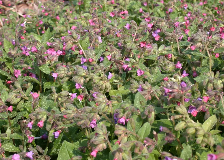 Großgeflecktes Garten-Lungenkraut 'Mrs Moon'