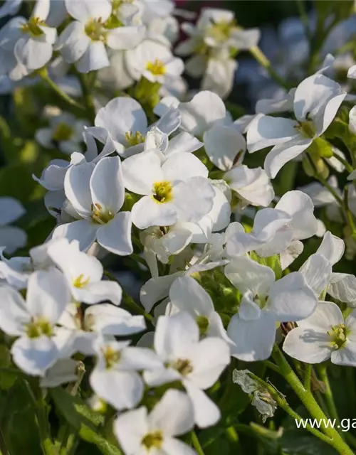 Kaukasus-Gänsekresse 'Little Treasure White'