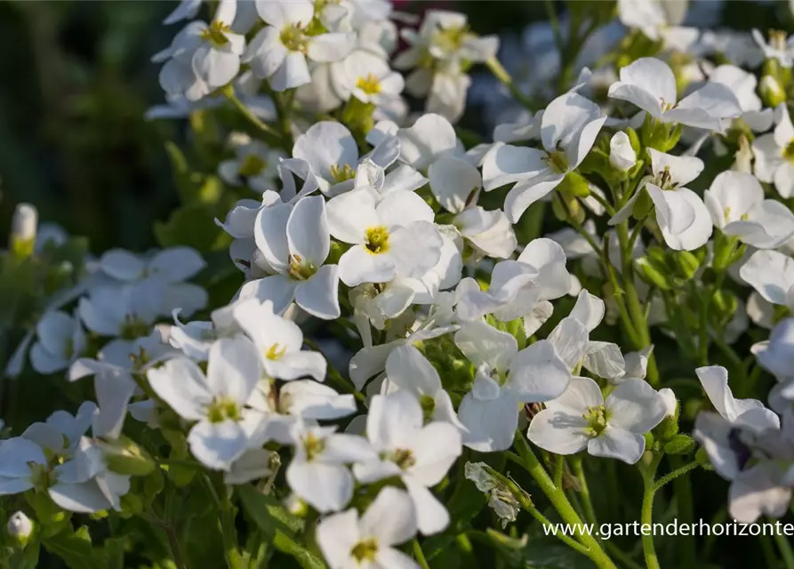 Kaukasus-Gänsekresse 'Little Treasure White'