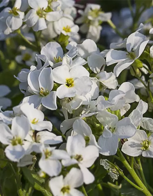 Kaukasus-Gänsekresse 'Little Treasure White'