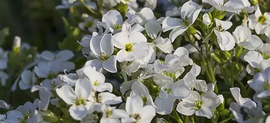 Kaukasus-Gänsekresse 'Little Treasure White'